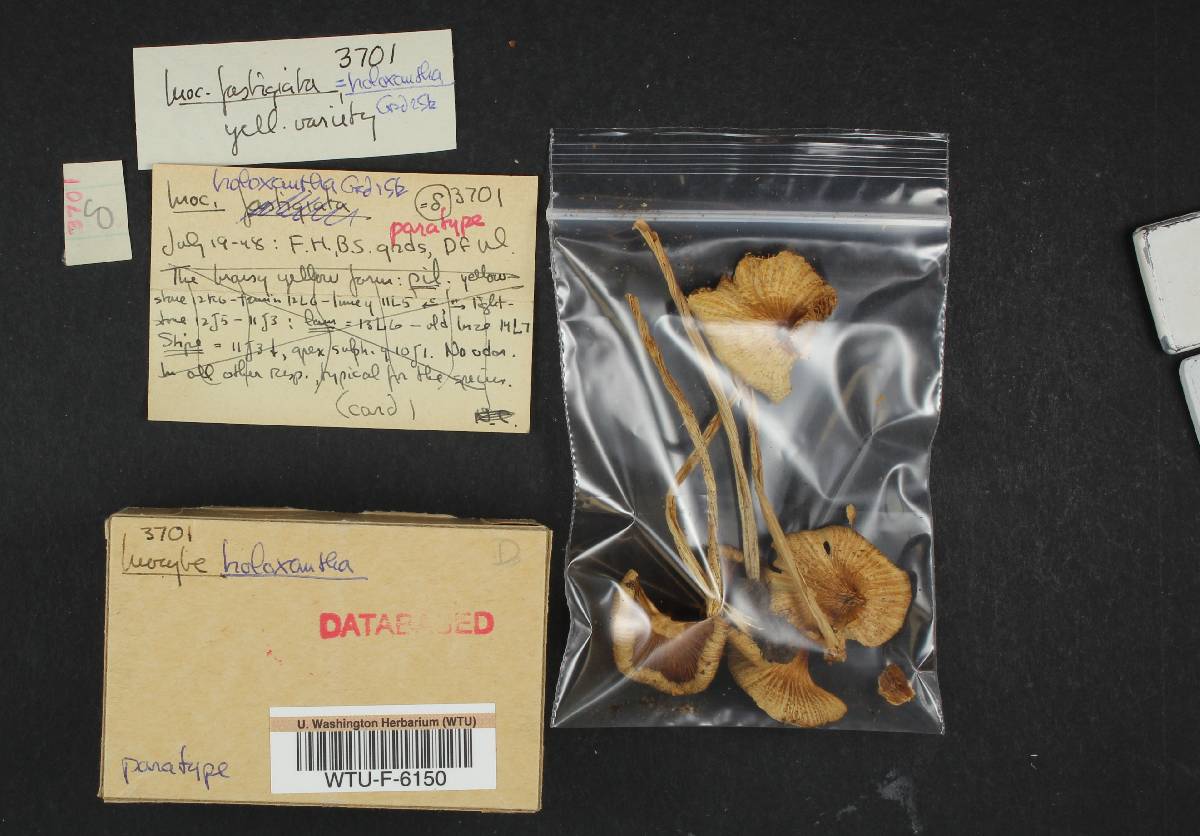 Inocybe holoxantha image