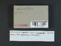 Crepidotus pallidoluteus image