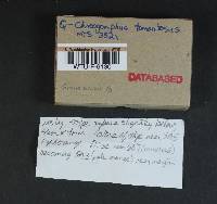 Chroogomphus tomentosus image