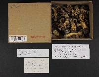 Helvella maculata image