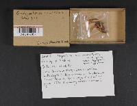 Hygrophorus eburneus image