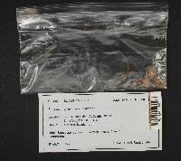 Media resource of Hygrocybe calciphila