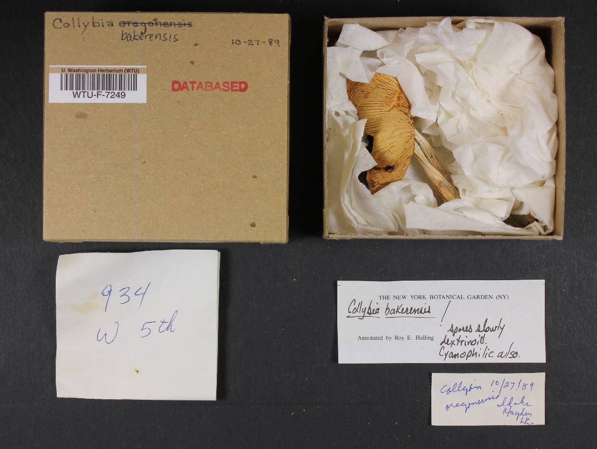 Collybia bakerensis image