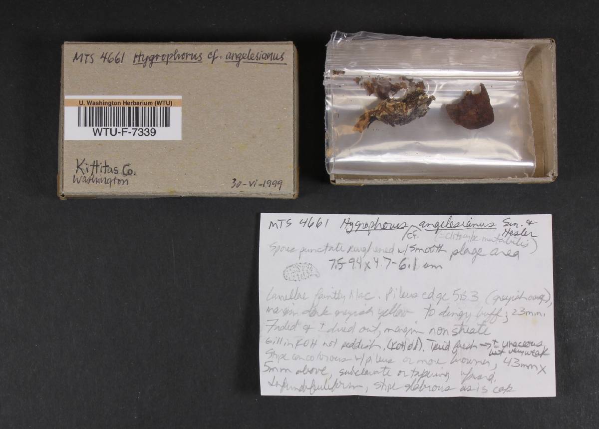 Hygrophorus angelesianus image