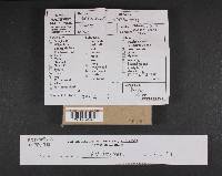 Thumbnail image of current specimen