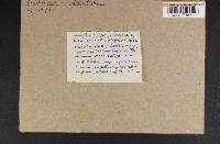 Lactarius scrobiculatus image