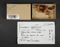 Lactarius scrobiculatus image