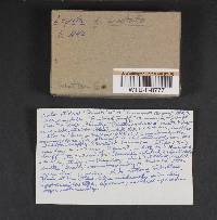 Lepiota cristata image