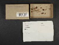 Panaeolus papilionaceus var. papilionaceus image