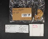 Pluteus petasatus image