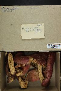 Russula olivacea image