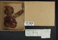 Pluteus nigrofloccosus image
