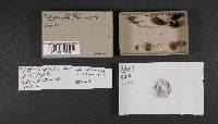 Psathyrella lanatipes image