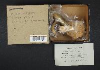 Russula aeruginea image