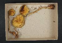 Stropharia hornemannii image