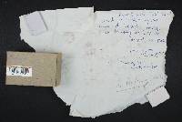 Psilocybe stuntzii image