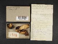 Russula xerampelina image