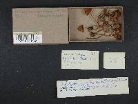 Psilocybe semilanceata image
