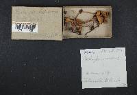 Psilocybe pelliculosa image