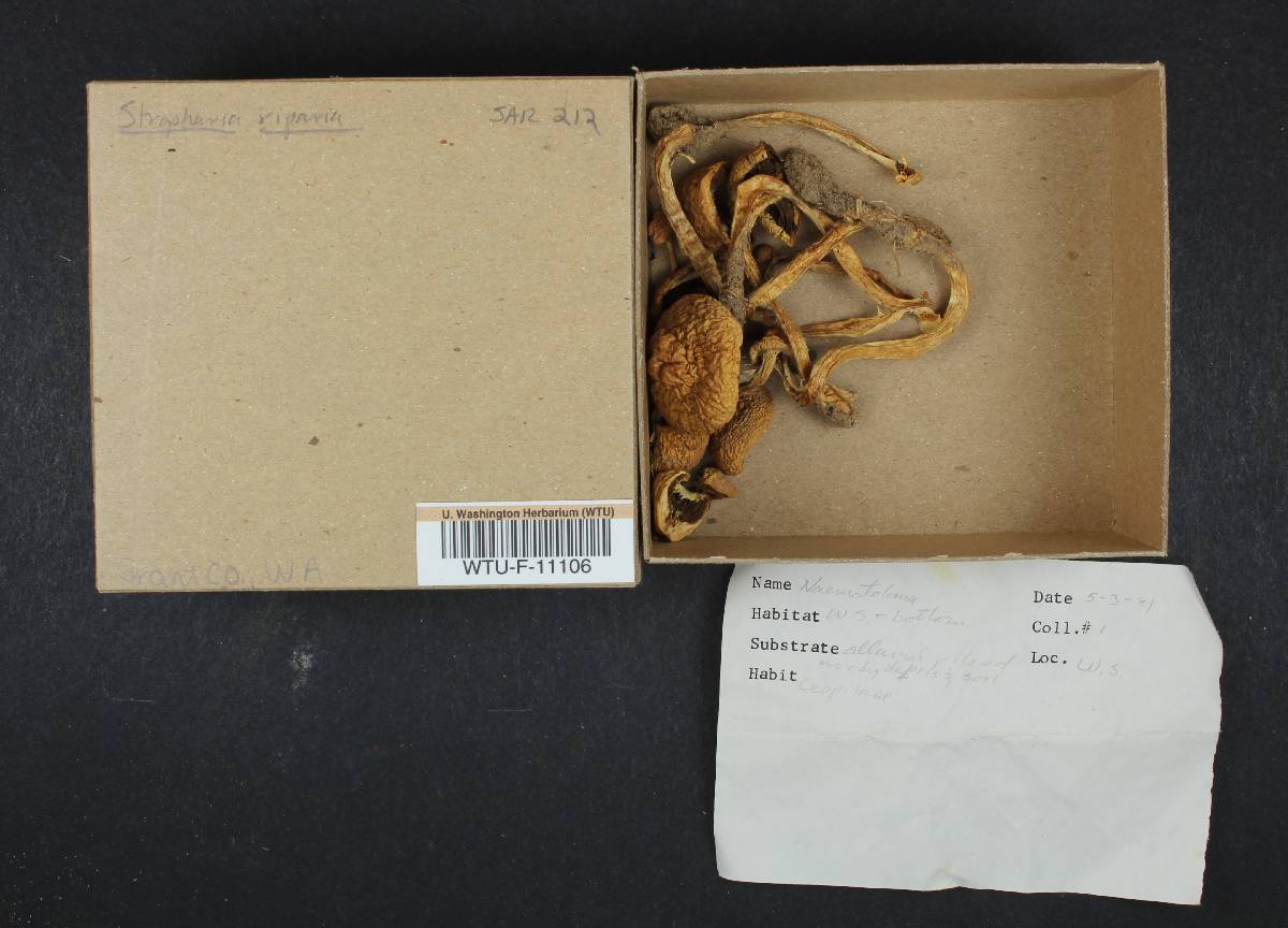 Stropharia riparia image