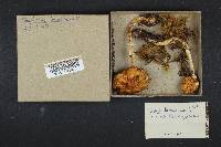 Stropharia hornemannii image