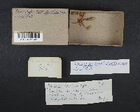 Rhodocybe roseiavellanea image