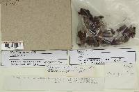 Psilocybe stuntzii image