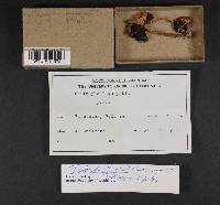 Psilocybe stuntzii image