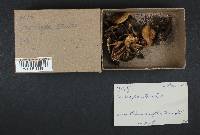 Psilocybe stuntzii image