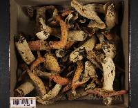 Russula decolorans image