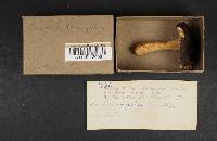 Russula xerampelina image