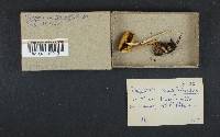 Stropharia semigloboides image