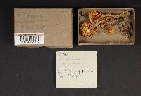 Tricholoma saponaceum image