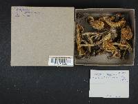Stropharia aeruginosa image