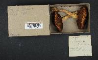 Suillus grevillei image