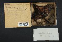 Suillus lakei image
