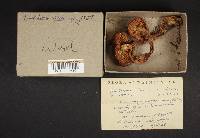 Tricholoma albobrunneum image