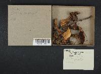 Suillus grevillei image