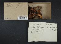 Suillus luteus image