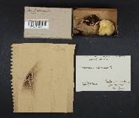 Stropharia semiglobata image