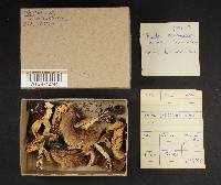 Tricholoma portentosum image