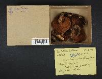 Suillus lakei image