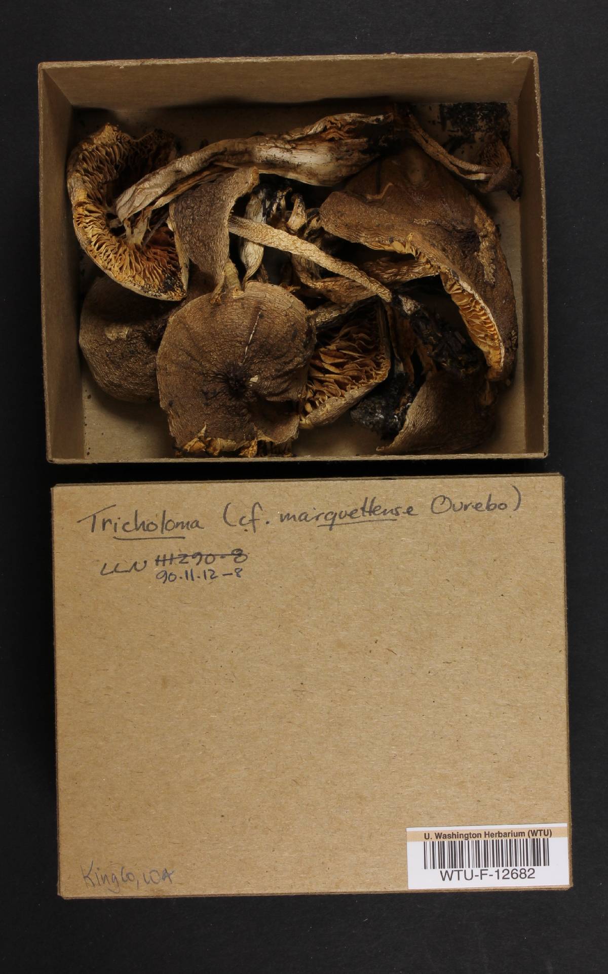 Tricholoma marquettense image