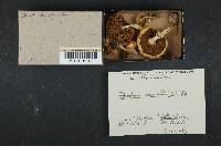 Stropharia coronilla image