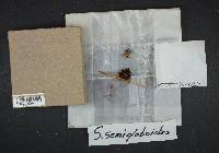 Stropharia semigloboides image