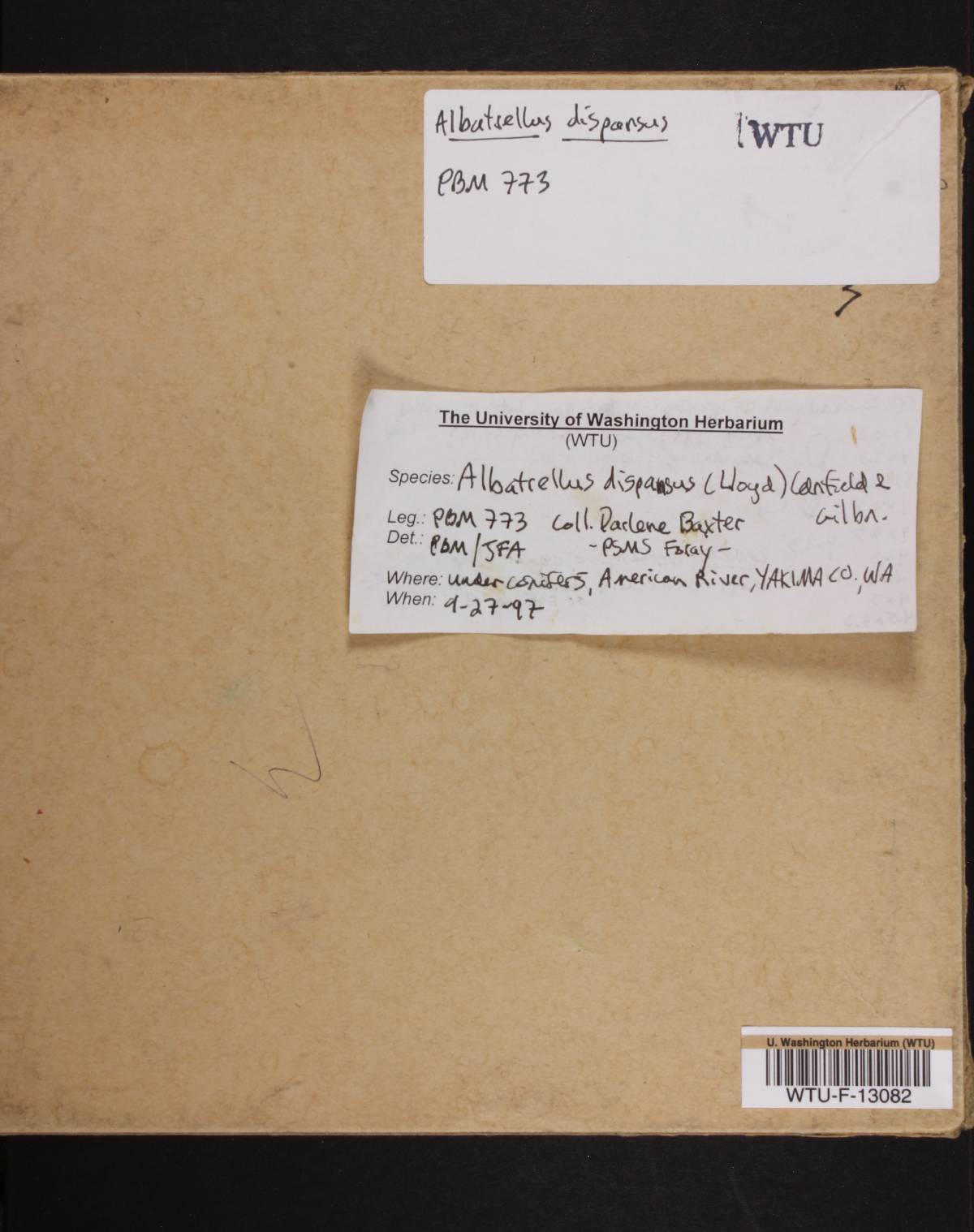 Albatrellus dispansus image