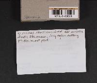 Cantharellus roseocanus image