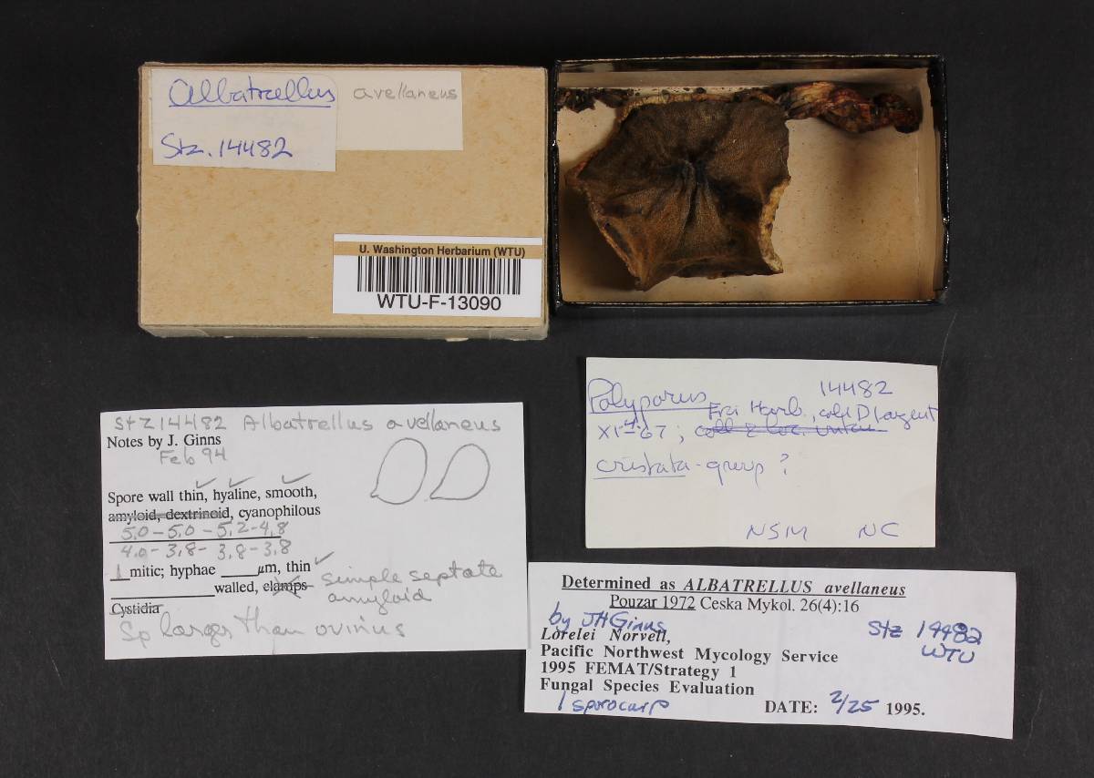 Albatrellus avellaneus image