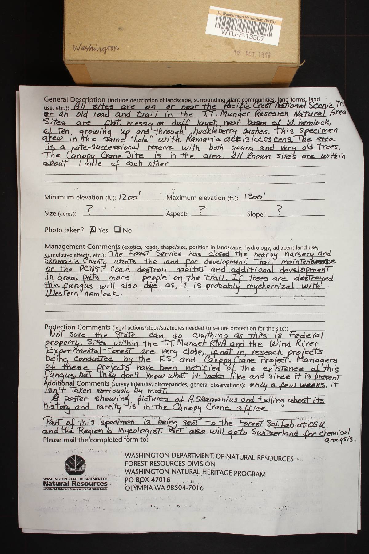 Albatrellus skamanius image