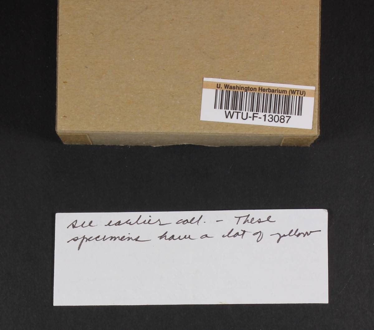 Albatrellus avellaneus image